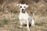 JACK RUSSEL 001